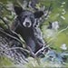 california black bear painting