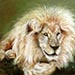 Lion pastel painting