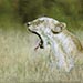 Lioness painting