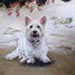 Dog portrait in pastel by Julie smith