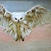 flying owl image