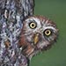 owl image