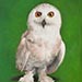 Wise old owl artwork